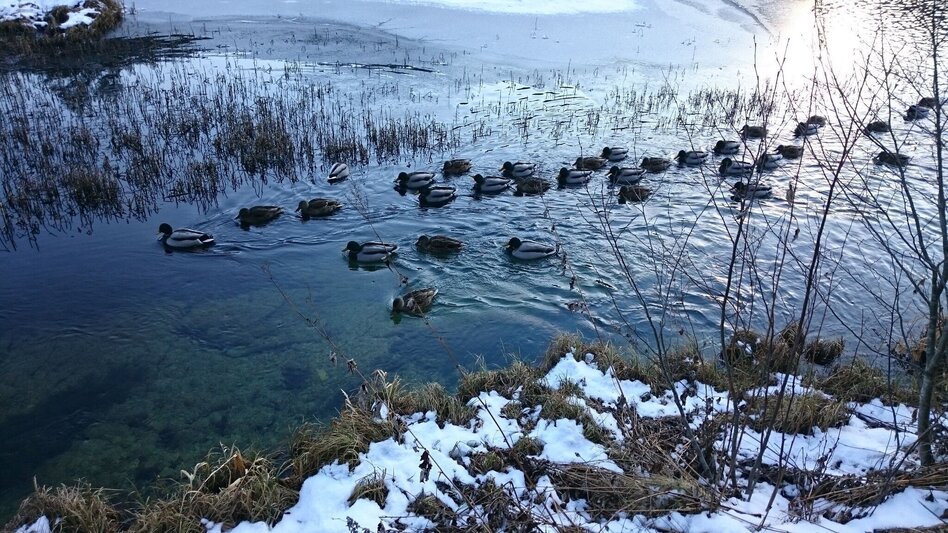 Ski-nordic-classic Fadental - Schnittlermoos - Touren-Impression #2.2 | © TV Hochsteiermark