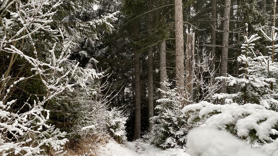 Winterwandern Winterwanderung zum Kulmgipfel - Touren-Impression #2.2 | © Tourismusverband Grimming-Donnersbachtal