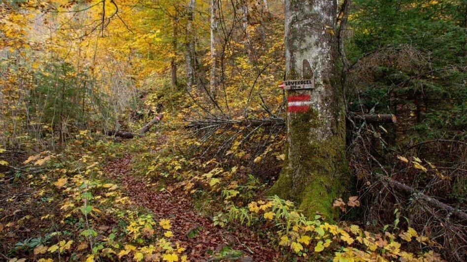 Wanderung Löwekogel-Hopfgarten Runde - Touren-Impression #2.4 | © TV Gesäuse