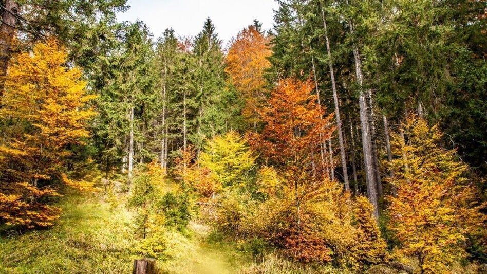Wanderung Löwekogel-Hopfgarten Runde - Touren-Impression #2.6 | © TV Gesäuse