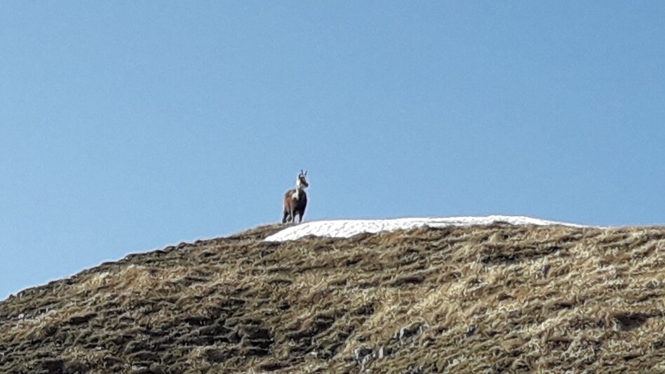 Ski Touring Ski tour to the Hohe Veitsch - Touren-Impression #2.3 | © TV Hochsteiermark