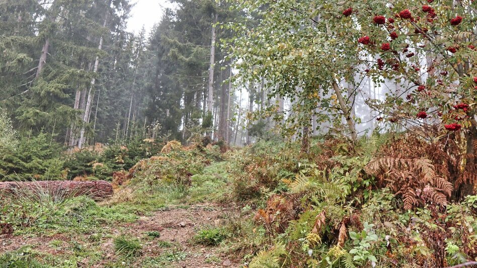 Wanderung Hammerleck über Aussichtswarte - Touren-Impression #2.4 | © Weges OG