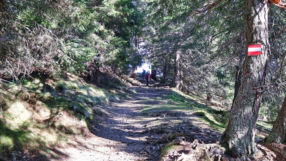 Hiking route Rosenkogel via Grünholzsteig - Touren-Impression #2.9 | © Weges OG