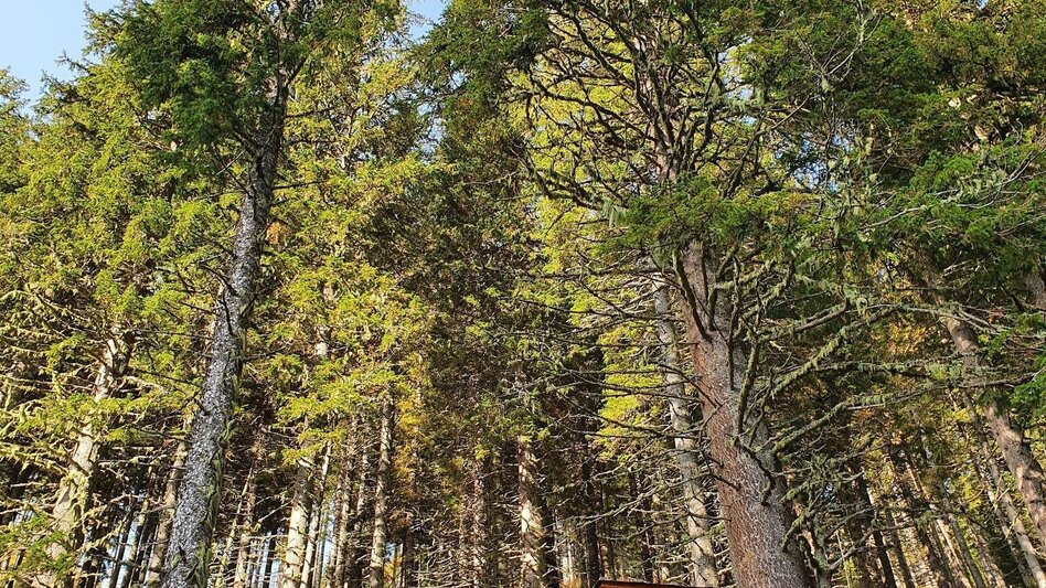 Wanderung Maierangerkogel - Brandstätterkogel - Touren-Impression #2.1 | © Erlebnisregion Murtal