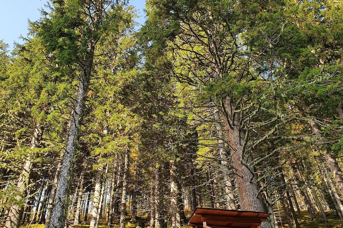 Wanderung Maierangerkogel - Brandstätterkogel - Touren-Impression #1 | © Erlebnisregion Murtal