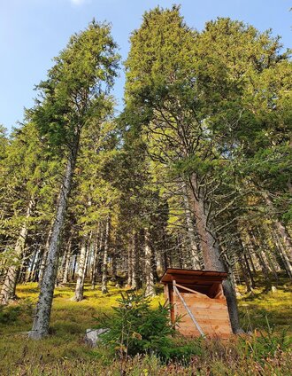 Tour auf den Maierangerkogel | Murtaler Bergfex Martin - www.bergfexmartin.at | © Erlebnisregion Murtal