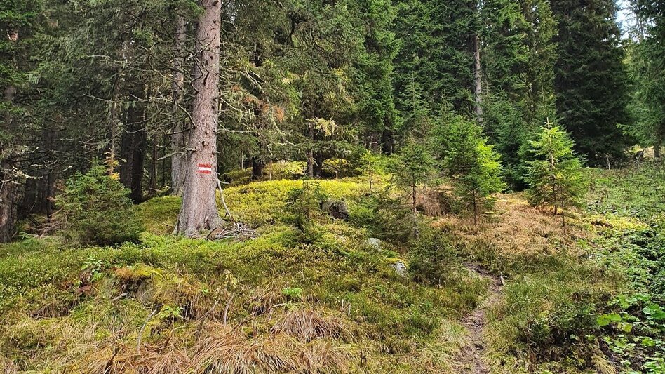 Wanderung Maierangerkogel - Brandstätterkogel - Touren-Impression #2.4 | © Erlebnisregion Murtal