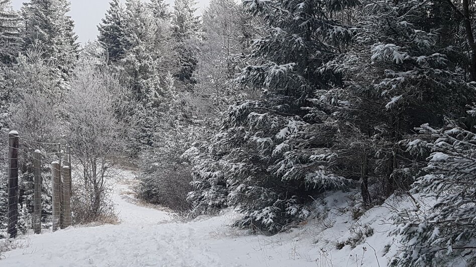 Winter Hiking Winter hiking in Masenberg, Pöllauberg - Touren-Impression #2.6 | © Oststeiermark Tourismus