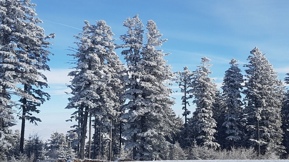 Winter Hiking Winter hiking in Masenberg, Pöllauberg - Touren-Impression #2.9 | © Oststeiermark Tourismus
