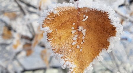 Blatt mit Raureif | © Oststeiermark Tourismus | Christine Schwetz | © Oststeiermark Tourismus