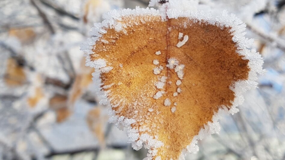 Winter Hiking Winter hiking nature park adventure trail, Pöllau - Touren-Impression #2.1 | © Oststeiermark Tourismus