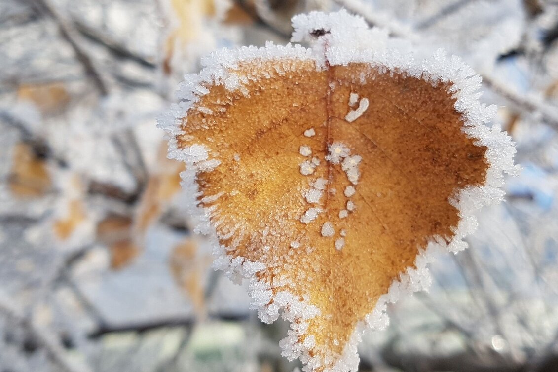 Winter Hiking Winter hiking nature park adventure trail, Pöllau - Touren-Impression #1 | © Oststeiermark Tourismus