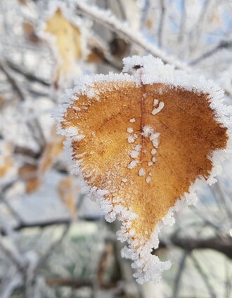 Blatt mit Raureif | Christine Schwetz | © Oststeiermark Tourismus