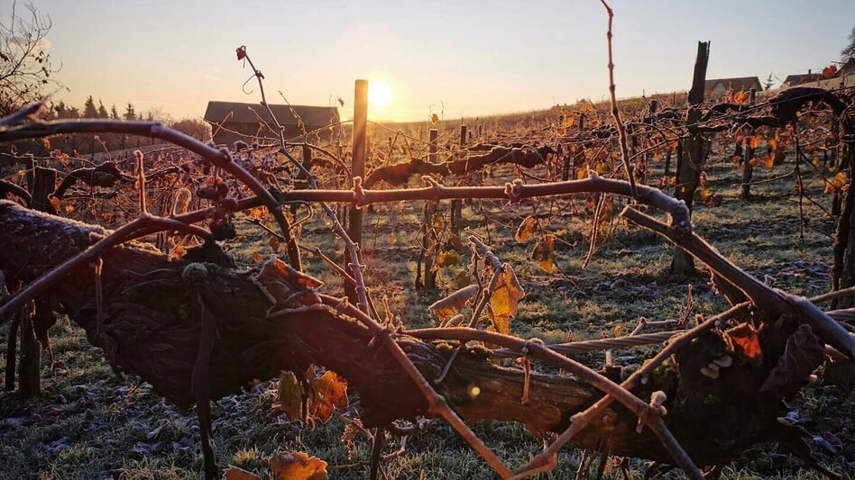 Winter Hiking Winter-Wanderung: Weingärten Hochgrail - Touren-Impression #2.2 | © TVB/Südsteiermark/Wolfgang Klug