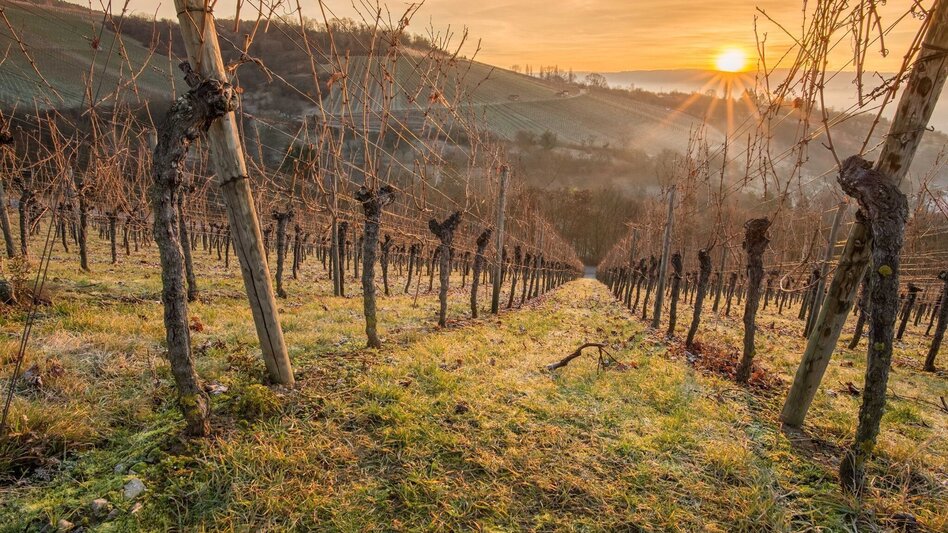 Winter Hiking Winter-Wanderung: Weingärten Hochgrail - Touren-Impression #2.3 | © TVB/Südsteiermark/Adobe Stock Photos