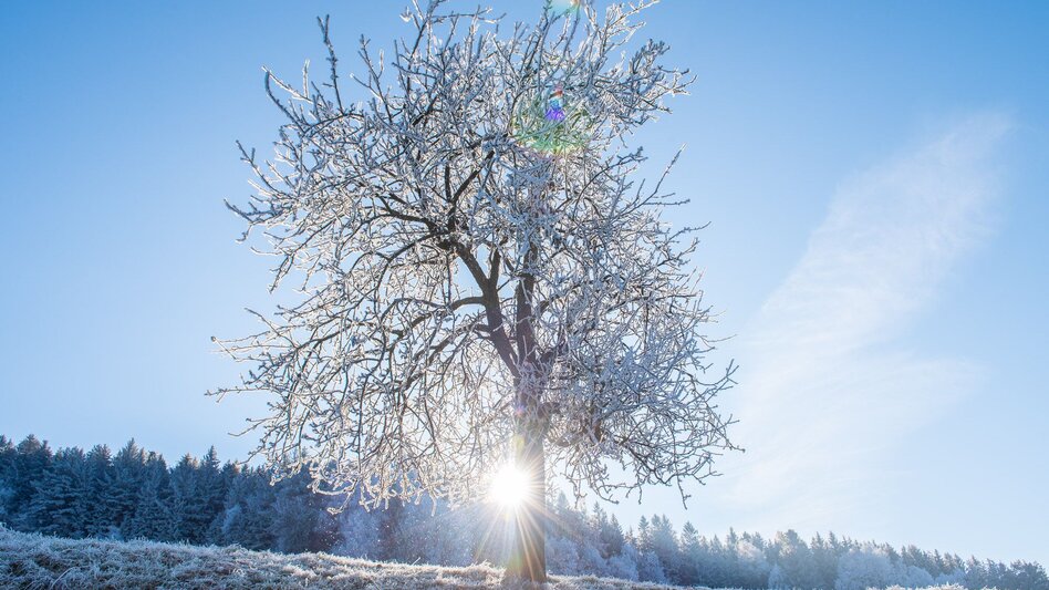 Winter Hiking Winter hiking Pöllau , Muhr Pöllauberg - Touren-Impression #2.2 | © Oststeiermark Tourismus