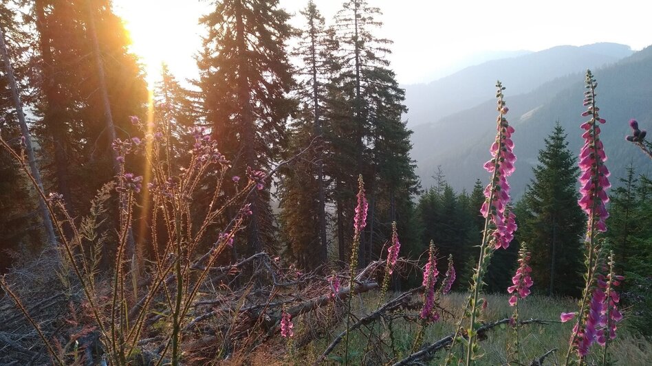 Hiking route Sonnenreiche Bergpanoramatour - Touren-Impression #2.6 | © Region Graz