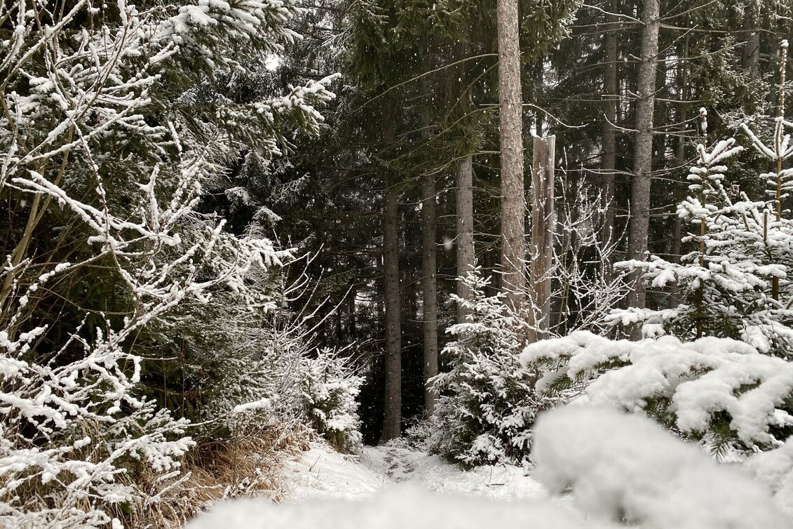 Wanderung Winterwandern Pürglitz Runde - Touren-Impression #1 | © Tourismusverband Grimming-Donnersbachtal