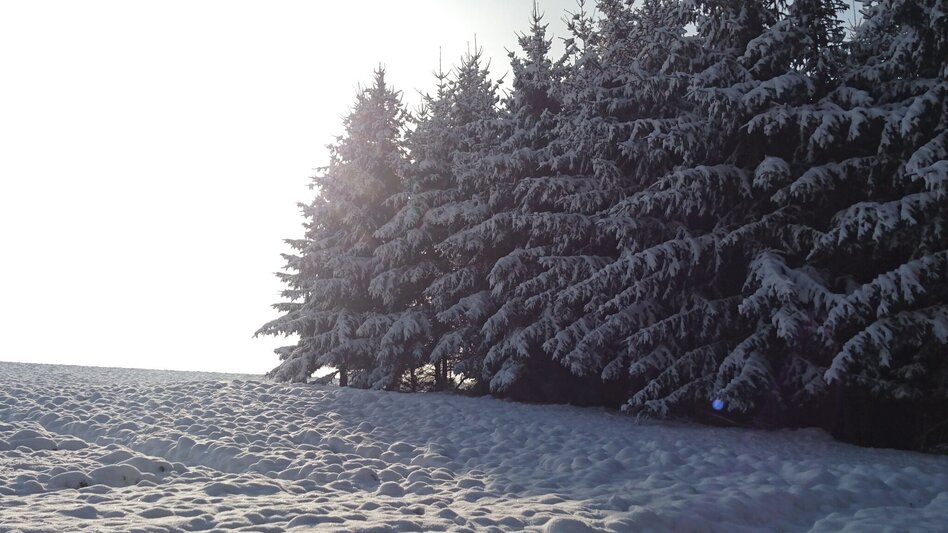 Winter Hiking 7 places 7 treasures winter hike - Touren-Impression #2.12 | © Oststeiermark Tourismus