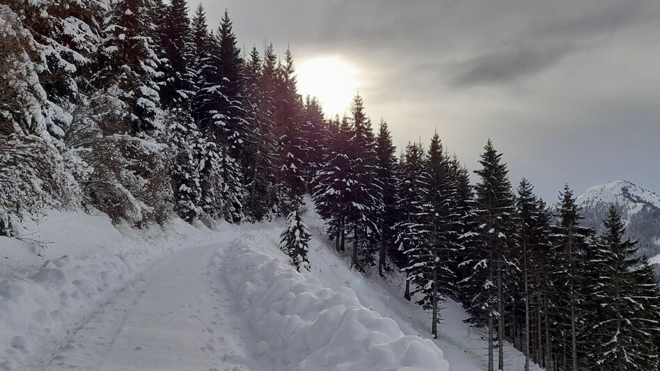 Winter Hiking Winter hike Fischeralmweg - Touren-Impression #2.1 | © Erlebnisregion Schladming-Dachstein