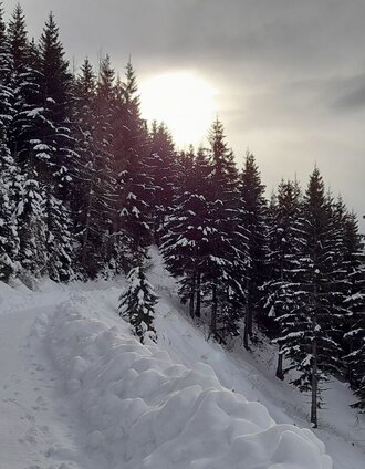 Bergauf auf der geräumten Forststraße | © Erlebnisregion Schladming-Dachstein