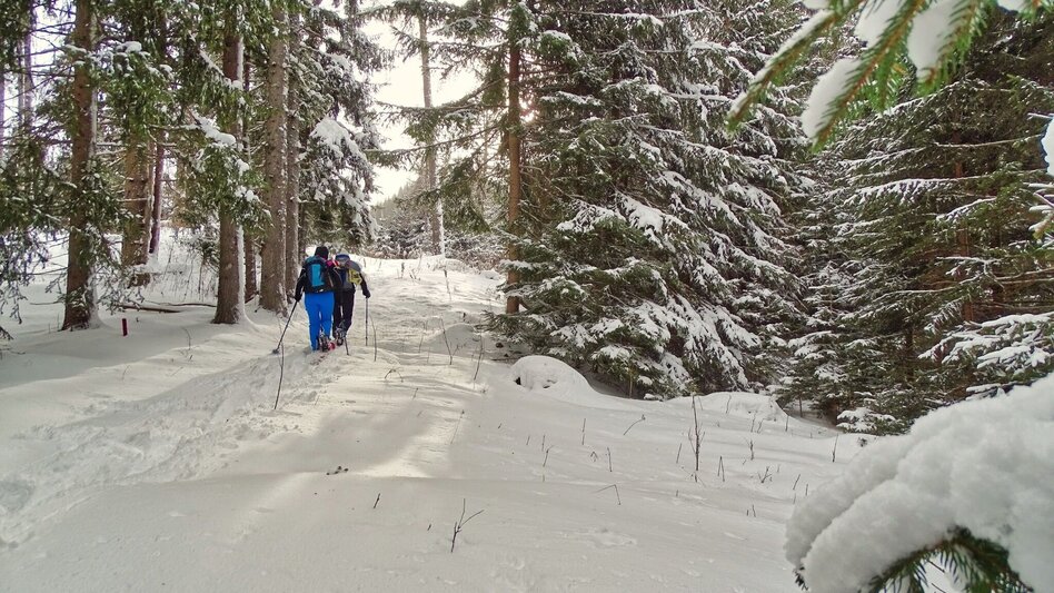 Schneeschuh Schneeschuhwanderung Habring - Touren-Impression #2.4 | © Weges OG