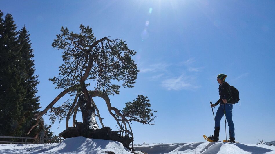 Schneeschuh Schneeschuhwanderung - vom Salzstiegelhaus auf den Rappoldkogel - Touren-Impression #2.1 | © Weges OG