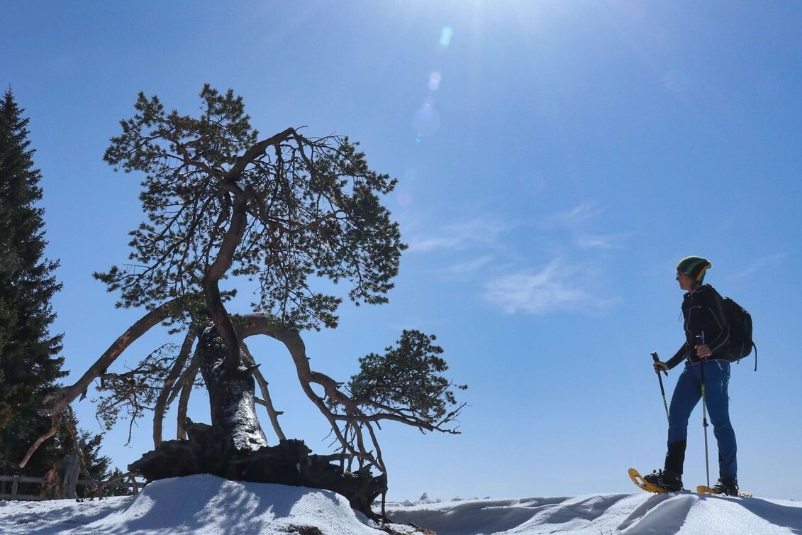 Schneeschuh Schneeschuhwanderung - vom Salzstiegelhaus auf den Rappoldkogel - Touren-Impression #1 | © Weges OG