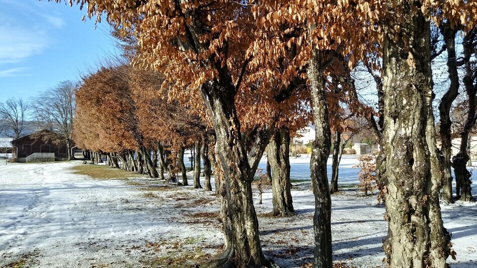 Winter Hiking Winter hiking on the Climate Future Trail in the Pöllauer Tal Nature Park - Touren-Impression #2.7 | © Oststeiermark Tourismus