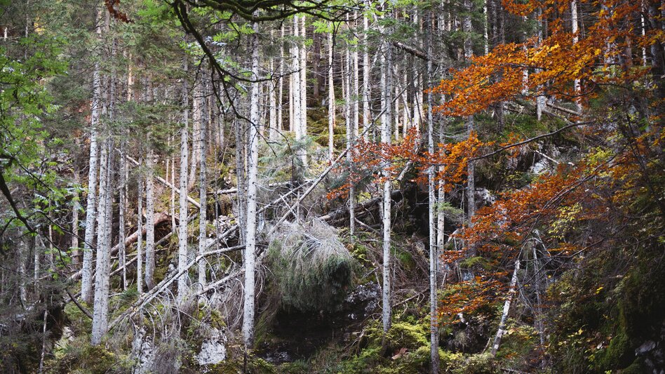 Hiking route Hartelsgraben - Touren-Impression #2.5 | © TV Gesäuse