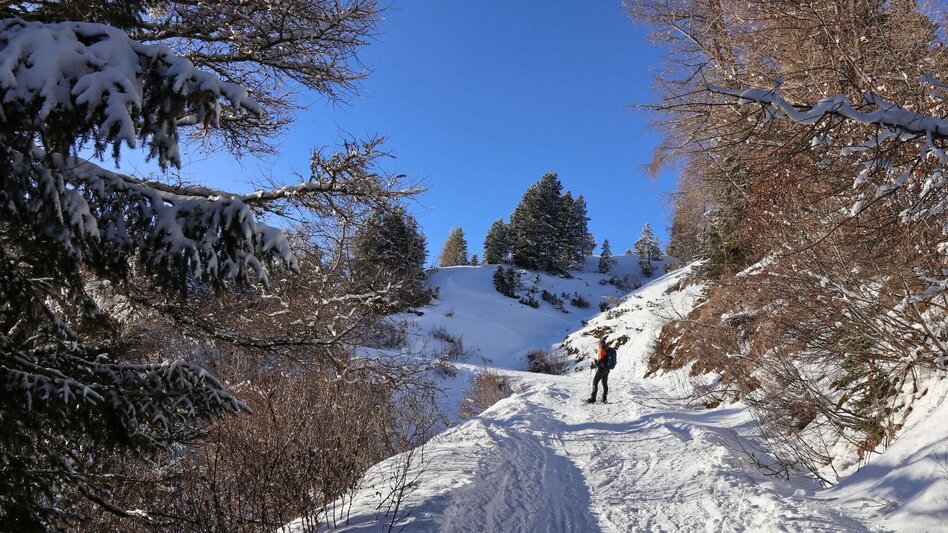 Snowshoe walking Snowshoe hike Wildalm - Touren-Impression #2.10 | © Weges OG