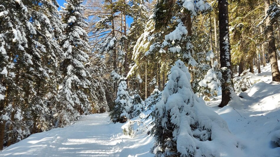 Winterwandern Patscha Winterwanderung - Touren-Impression #2.2 | © Oststeiermark Tourismus