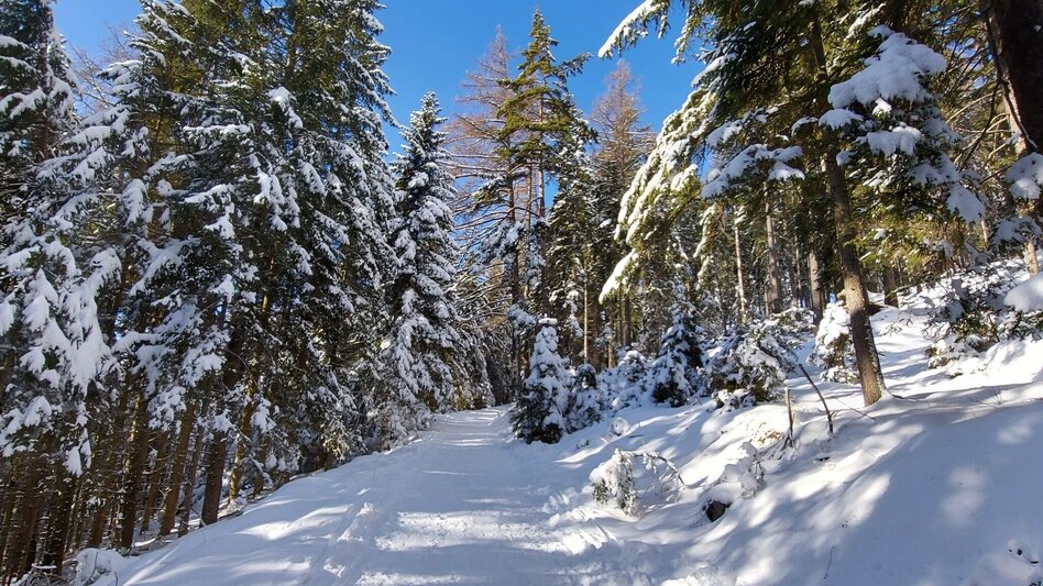 Winterwandern Patscha Winterwanderung - Touren-Impression #2.3 | © Oststeiermark Tourismus