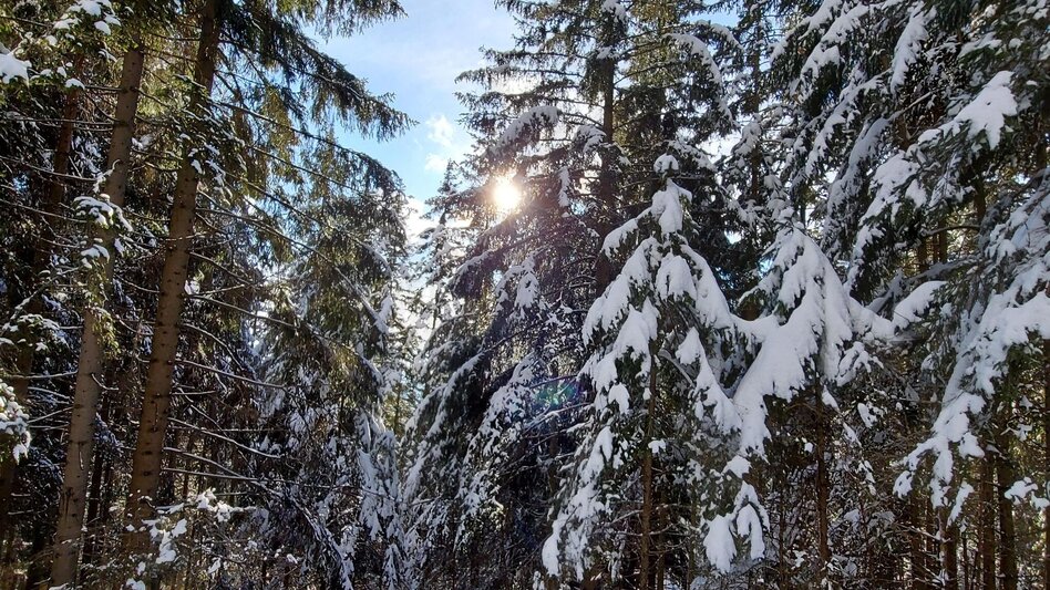 Winterwandern Patscha Winterwanderung - Touren-Impression #2.5 | © Oststeiermark Tourismus