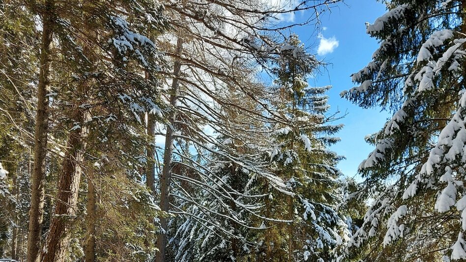 Winterwandern Patscha Winterwanderung - Touren-Impression #2.6 | © Oststeiermark Tourismus