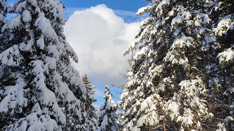 Winterwandern Patscha Winterwanderung - Touren-Impression #2.8 | © Oststeiermark Tourismus