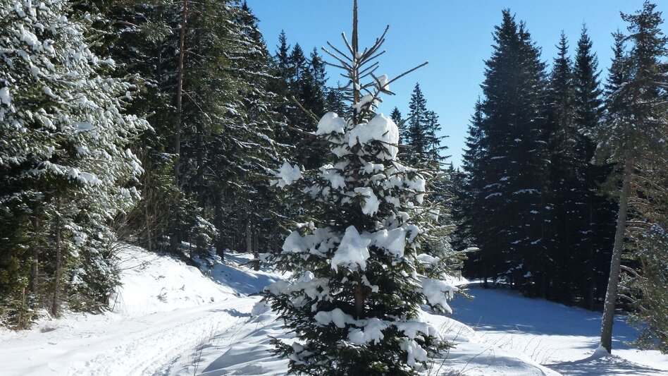 Ski-nordic-classic Langlaufloipe Soboth - Touren-Impression #2.2 | © Elfriede Roßmann