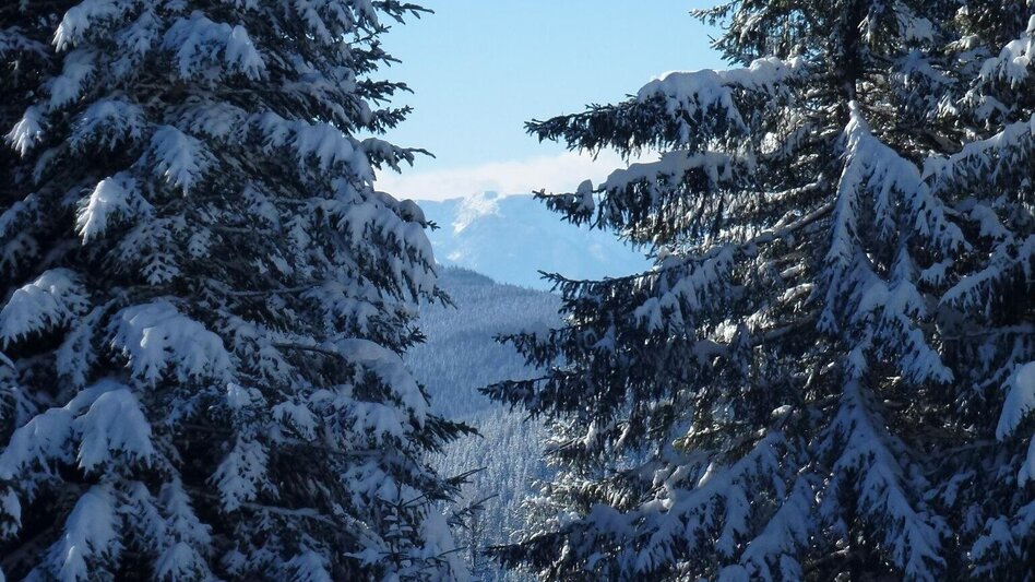 Ski-nordic-classic Langlaufloipe Soboth - Touren-Impression #2.3 | © Elfriede Roßmann