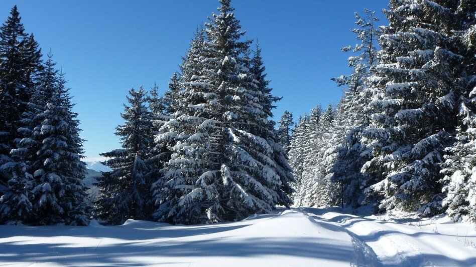 Ski-nordic-classic Langlaufloipe Soboth - Touren-Impression #2.4 | © Elfriede Roßmann