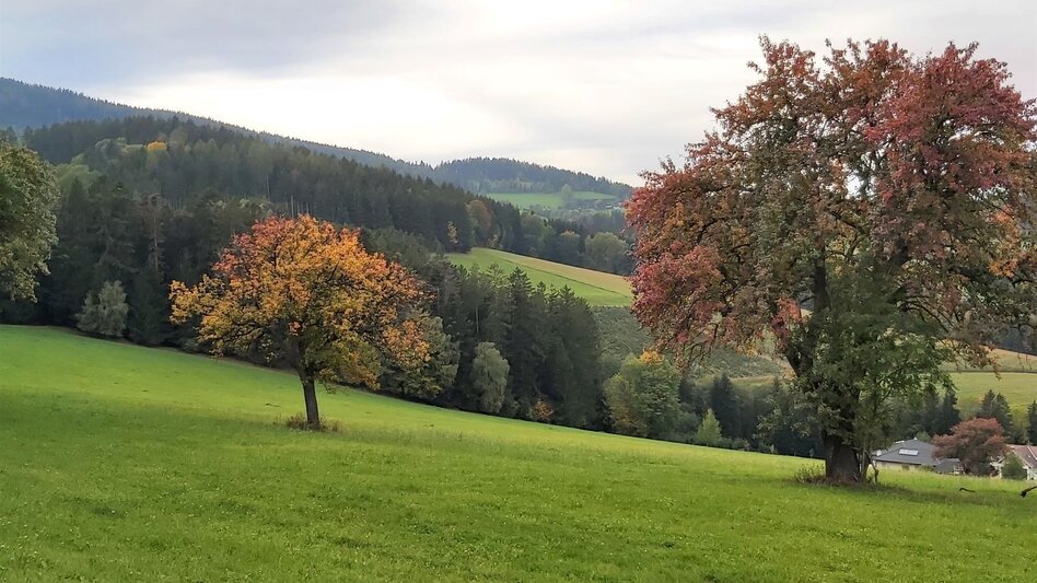 Bike Riding 3 Castles Tour in the Hartberg country - Touren-Impression #2.10 | © Oststeiermark Tourismus