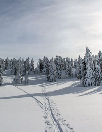 Skitour Tauplitzalm | Berghasen | © TVB Ausseerland - Salzkammergut