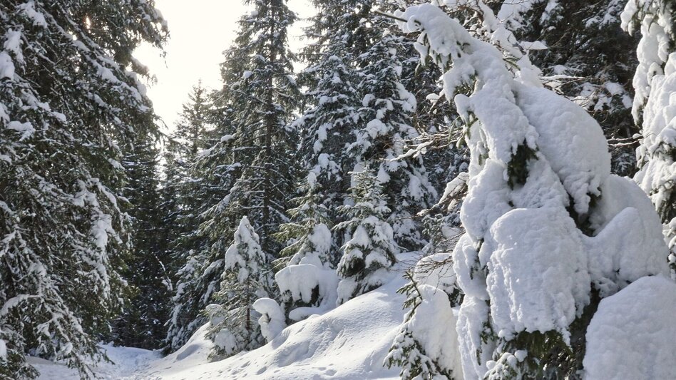 Snowshoe walking Edelrautehütte - marked snowshoe trail in Hohentauern - Touren-Impression #2.6 | © Weges OG
