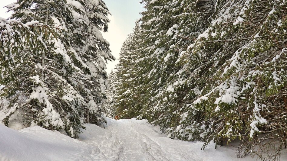 Snowshoe walking Edelrautehütte - marked snowshoe trail in Hohentauern - Touren-Impression #2.9 | © Weges OG
