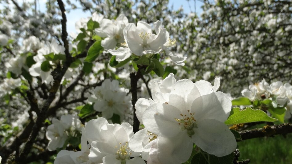 Bike Riding Apple Road Bike Tour in Eastern Styria - Touren-Impression #2.1 | © Oststeiermark Tourismus