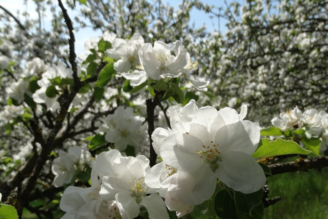 Bike Riding Apple Road Bike Tour in Eastern Styria - Touren-Impression #1 | © Oststeiermark Tourismus
