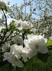 Apfellbüte (c) Ostststeiermark Tourismus, Eva Luckerbauer | © Oststeiermark Tourismus | Eva Luckerbauer  | © Oststeiermark Tourismus