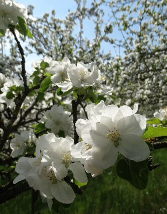 Apfellbüte (c) Ostststeiermark Tourismus, Eva Luckerbauer | Eva Luckerbauer  | © Oststeiermark Tourismus