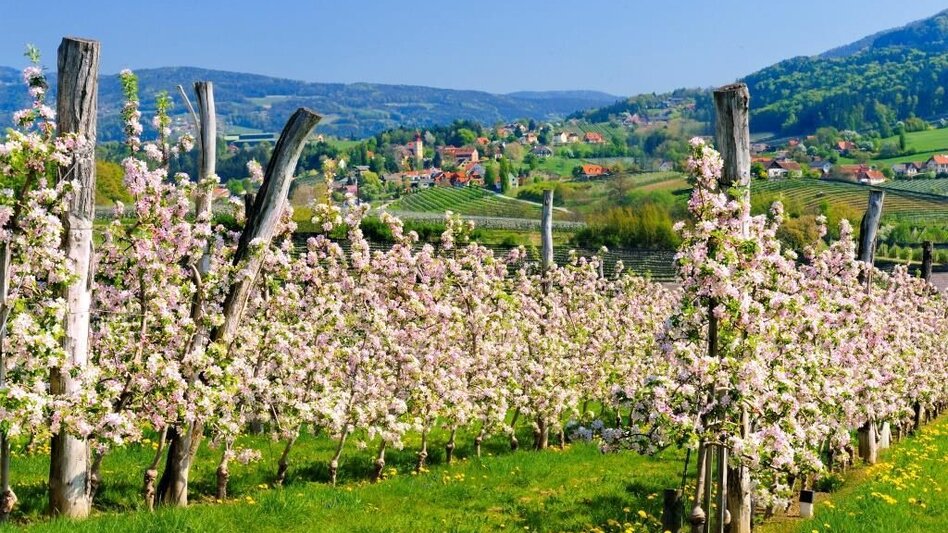 Bike Riding Apple Road Bike Tour in Eastern Styria - Touren-Impression #2.7 | © Oststeiermark Tourismus