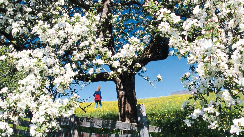 Bike Riding Apple Road Bike Tour in Eastern Styria - Touren-Impression #2.13 | © Oststeiermark Tourismus