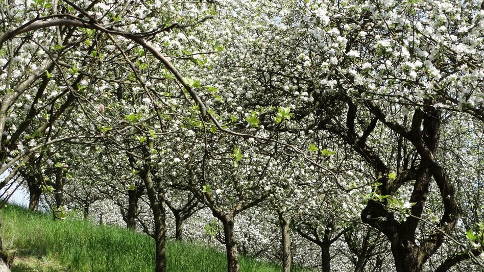 Bike Riding Apple Road Bike Tour in Eastern Styria - Touren-Impression #2.23 | © Oststeiermark Tourismus